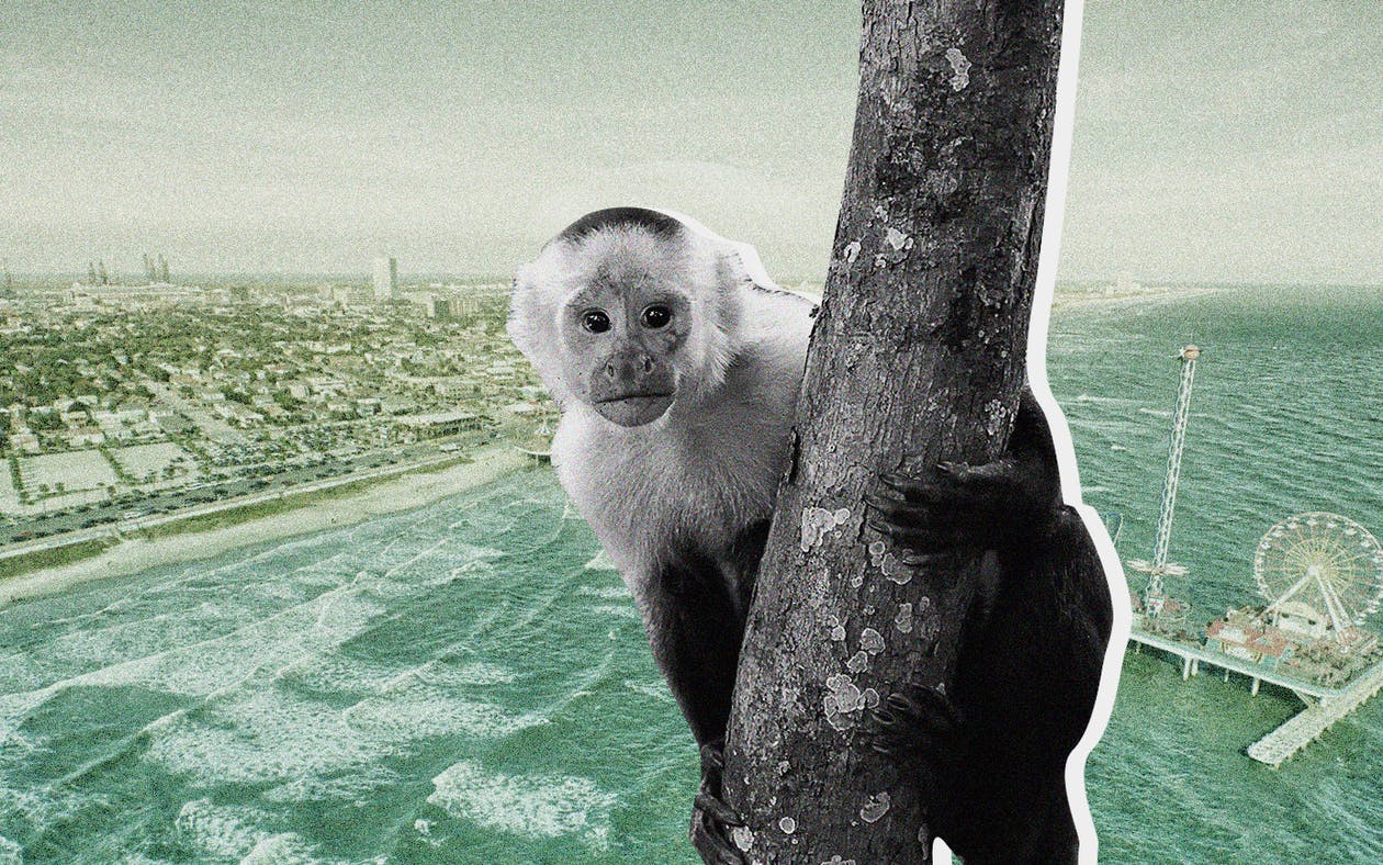The Great Monkey Escape - National News!